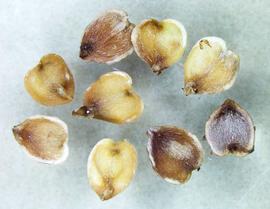   Seeds:   Parmentiera   aculeata ; Photo by N. Diaz, USDA APHIS PPQ, imageID.idtools.org
